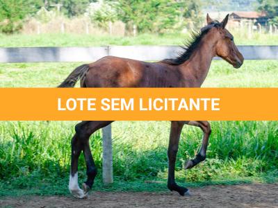 LOTE 009 - MV OK BELEZA