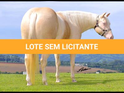 LOTE 011 - EMBRIÃO EFETIVADO - BLACKSMITH FAME BG x BUENA DIAMOND JPJ