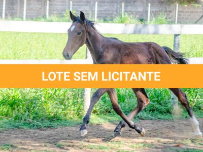 LOTE 009 - MV OK BELEZA