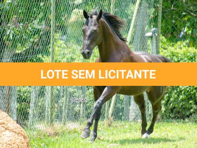 LOTE 001 - WANNA BET BC (VENTRE PARA LIVRE ACASALAMENTO)