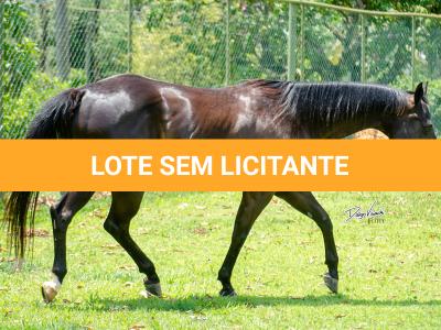 LOTE 001 - WANNA BET BC (VENTRE PARA LIVRE ACASALAMENTO)