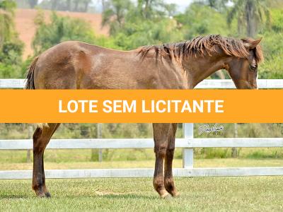 LOTE 013 - LITTLE QUEEN DUN IT