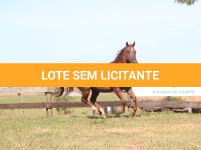 LOTE 004 - PLAYBOY OAK EDU