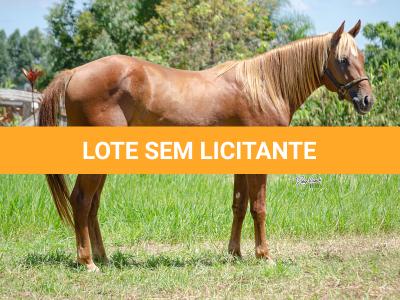 LOTE 007 - TAY BEE FAME I9