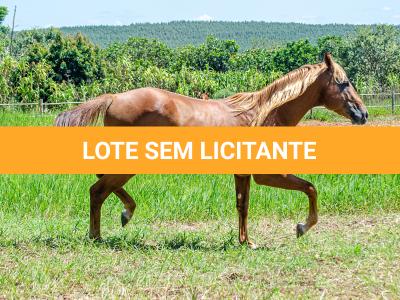 LOTE 007 - TAY BEE FAME I9