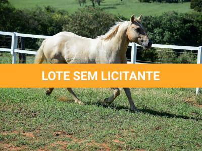 LOTE 010 - JABALENA STAR (2x1)