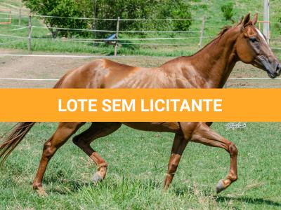 LOTE 011 - MY FIRST FLY