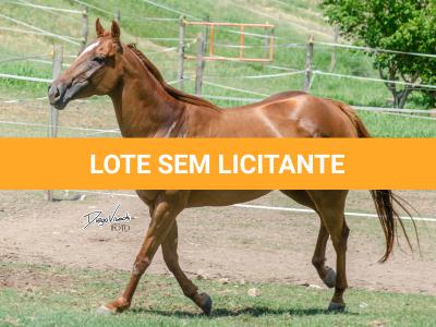 LOTE 011 - MY FIRST FLY