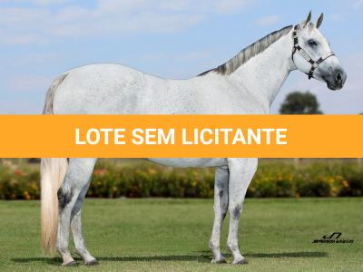 LOTE 013 - EMBRIÃO EFETIVADO - ELSHADY ZORRERO x RACING CARTEL