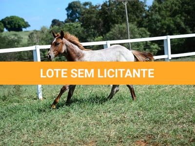 LOTE 002 - DUCATTI CAT VRA