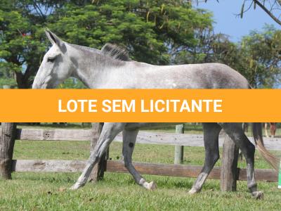 LOTE 011 - LUDMILA