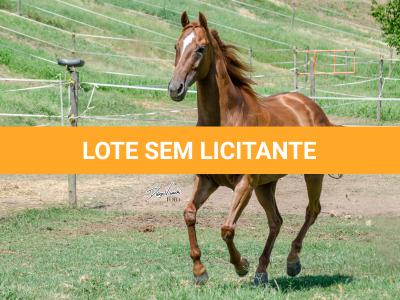 LOTE 011 - MY FIRST FLY