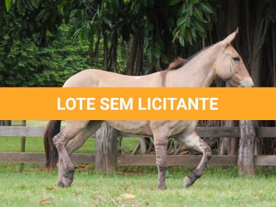 LOTE 013 - CANETA