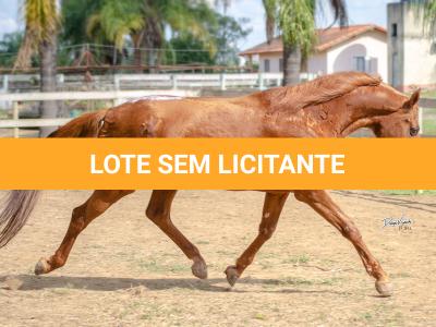 LOTE 100 - PIM QUICK (Cobertura)