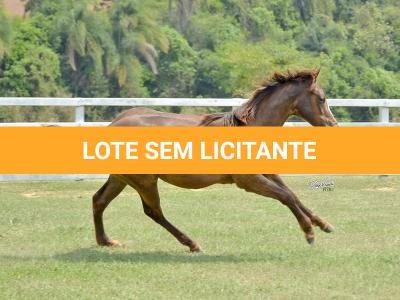 LOTE 010 - LITTLE QUEEN DUN IT