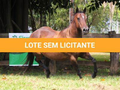 LOTE 015 - KINDA APOLLO THISTU