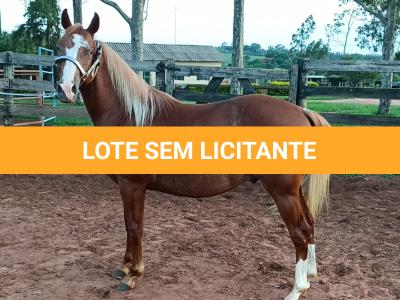 LOTE 008 - DUAL BROWN CAT MPQ