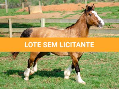 LOTE 012 - BUENACHO DO RINCÃO DO SINUELO
