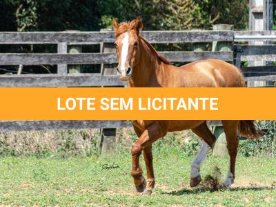 LOTE 017 - VIRUTA 3236 DA TRADIÇÃO