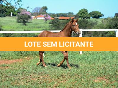 LOTE 020 - KING KAT REY VRA