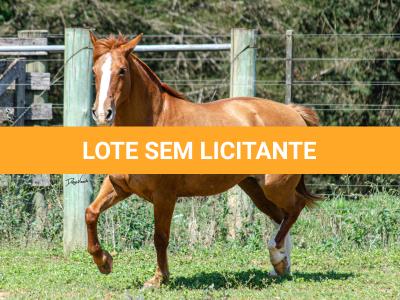 LOTE 017 - VIRUTA 3236 DA TRADIÇÃO