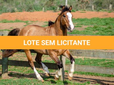 LOTE 012 - BUENACHO DO RINCÃO DO SINUELO