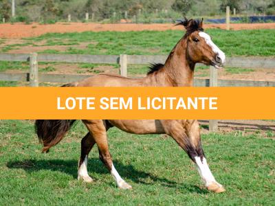 LOTE 012 - BUENACHO DO RINCÃO DO SINUELO