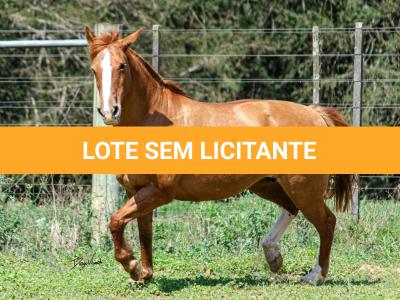 LOTE 017 - VIRUTA 3236 DA TRADIÇÃO