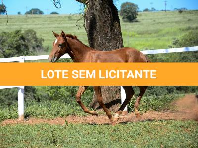 LOTE 020 - KING KAT REY VRA