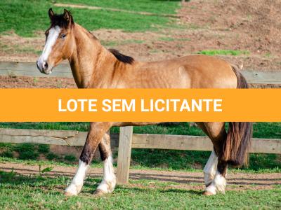 LOTE 012 - BUENACHO DO RINCÃO DO SINUELO