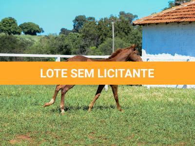 LOTE 020 - KING KAT REY VRA