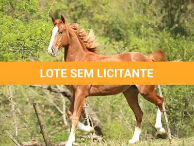 LOTE 001 - HELL BAYOU Z