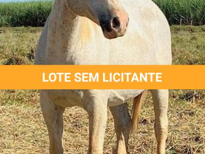 LOTE 010 - CHIQUINHA PISTOL (2x1)