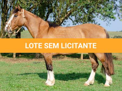 LOTE 012 - BUENACHO DO RINCÃO DO SINUELO