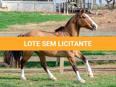 LOTE 012 - BUENACHO DO RINCÃO DO SINUELO