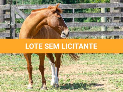LOTE 017 - VIRUTA 3236 DA TRADIÇÃO