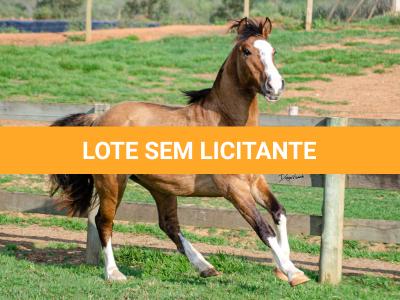 LOTE 012 - BUENACHO DO RINCÃO DO SINUELO