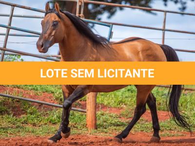 LOTE 010 - CHIQUINHA PISTOL (2x1)