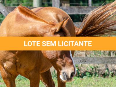 LOTE 017 - VIRUTA 3236 DA TRADIÇÃO