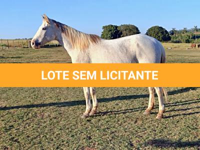 LOTE 010 - CHIQUINHA PISTOL (2x1)