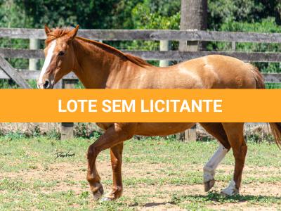 LOTE 017 - VIRUTA 3236 DA TRADIÇÃO