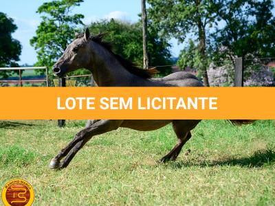 LOTE 021 - SMART PISTOL REY B3