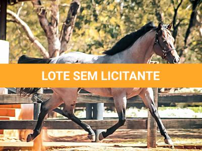 LOTE 300 - BLACKSMITH FAME BG (Coberturas)