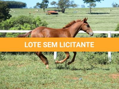LOTE 020 - KING KAT REY VRA