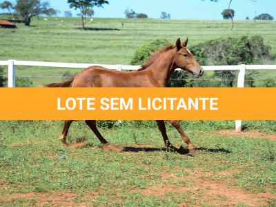 LOTE 020 - KING KAT REY VRA