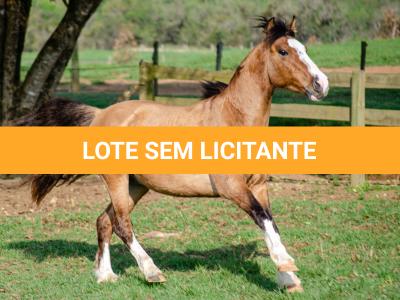 LOTE 012 - BUENACHO DO RINCÃO DO SINUELO