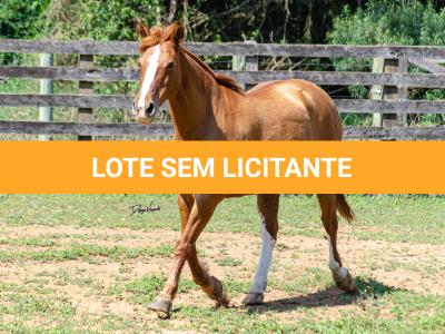 LOTE 017 - VIRUTA 3236 DA TRADIÇÃO