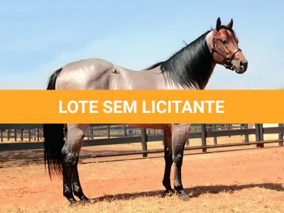 LOTE 300 - BLACKSMITH FAME BG (Coberturas)