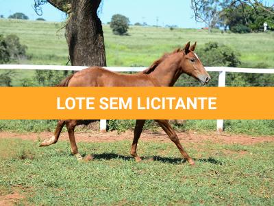 LOTE 020 - KING KAT REY VRA