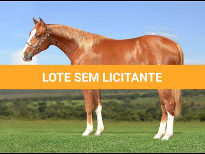 LOTE 001 - HELL BAYOU Z